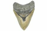 Serrated, Fossil Megalodon Tooth - North Carolina #363744-1